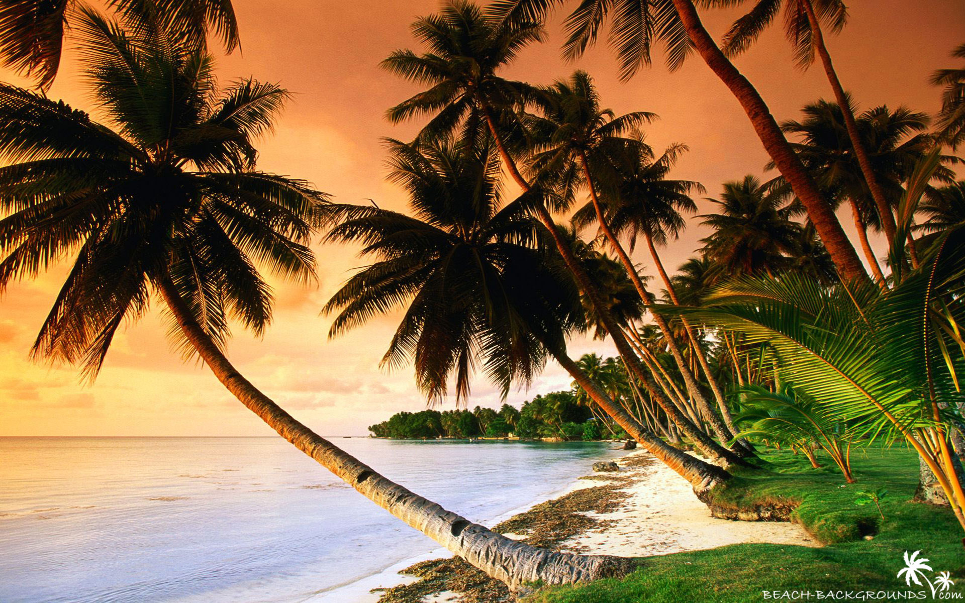 Beautiful beach palm trees on sunset - Beach Wallpapers