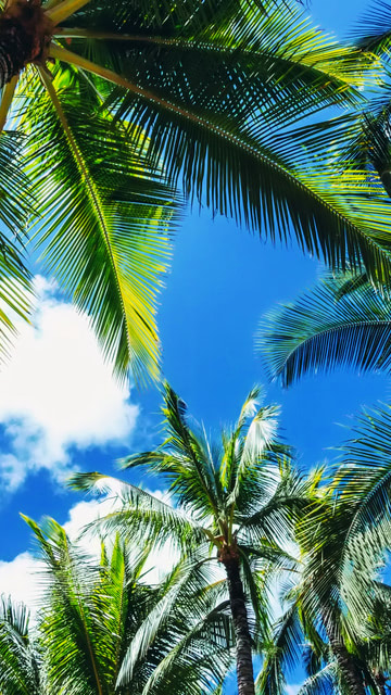 Fantastic look at palm trees on Waikiki beach, Hawaii, United States ...
