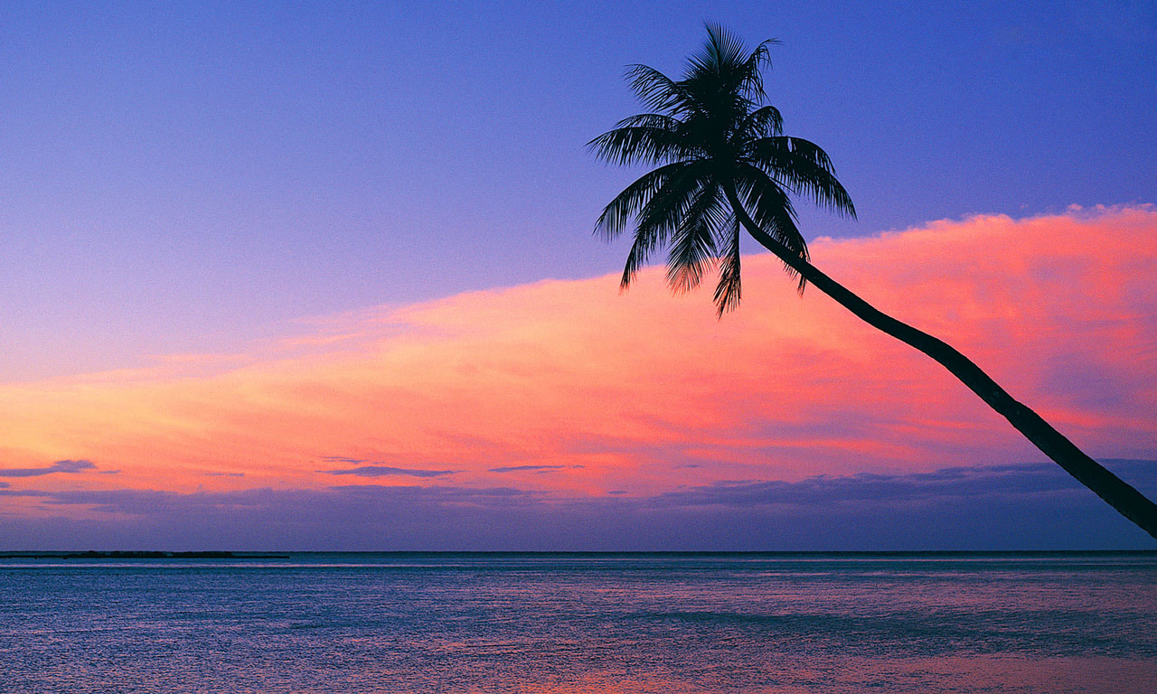 Hazy Sunset beach tree purple sunset pink sea blue HD wallpaper   Peakpx