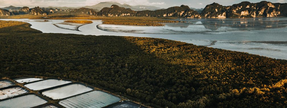 Aerial view of palm oil plantages in Krabi, Thailand