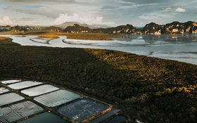 Aerial view of palm oil plantages in Krabi, Thailand