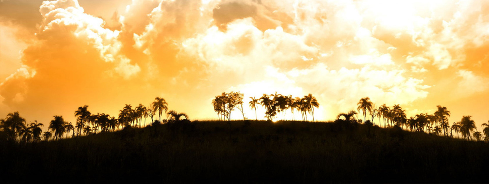 Beach Background: Beautiful Sunlight Over Palms