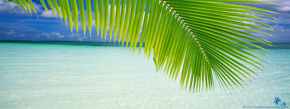 Beach palm green leaf