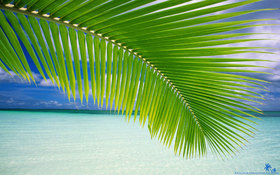 Beach palm green leaf