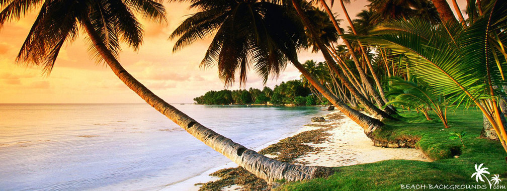Beautiful beach palm trees on sunset