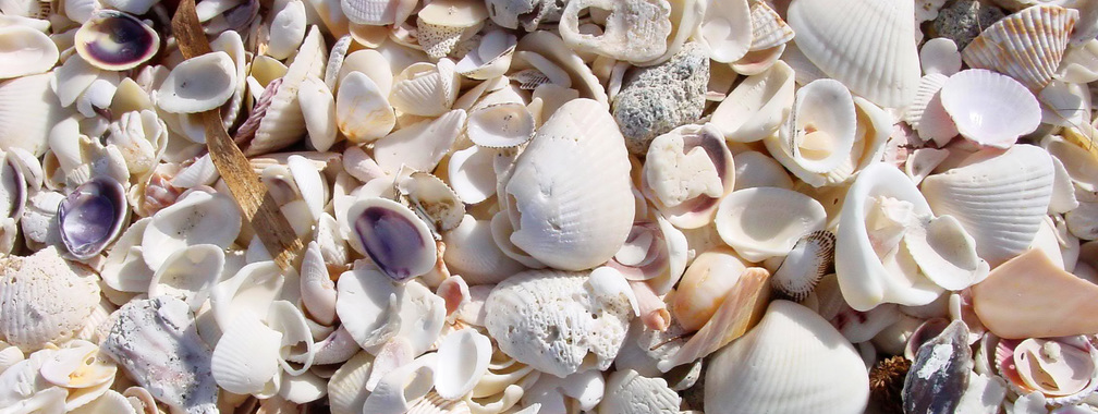 Beach shells on the Boca Grande wallpaper