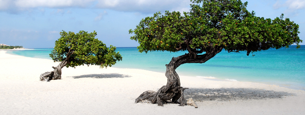 Beautiful wallpaper of Divi trees in Aruba island