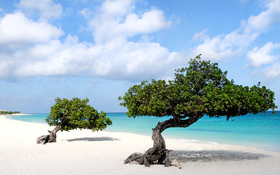 Beautiful wallpaper of Divi trees in Aruba island