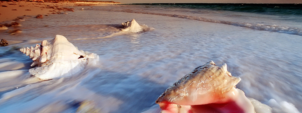 Conch shells at Cat Island of Bahamas wallpaper