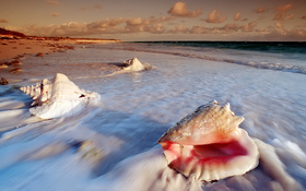 Conch shells at Cat Island of Bahamas wallpaper