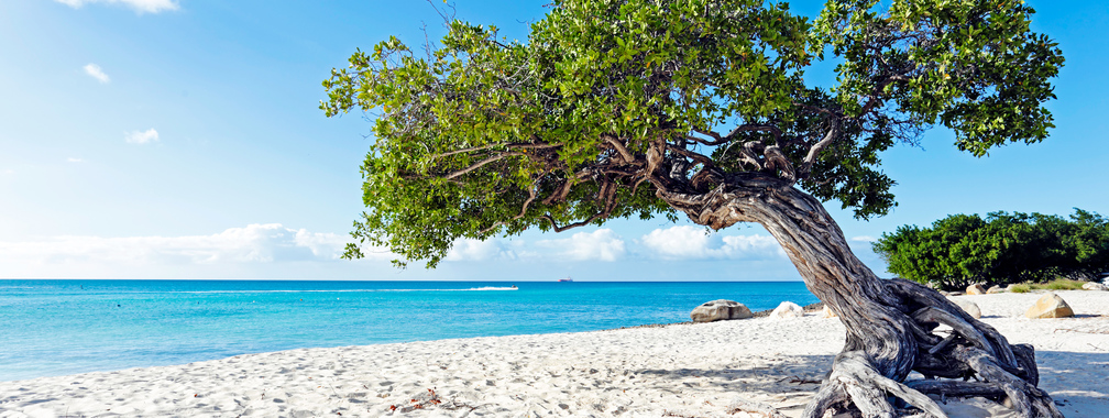 Divi-divi boom tree at the sunny beach in Aruba