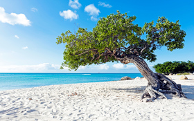 Divi-divi boom tree at the sunny beach in Aruba