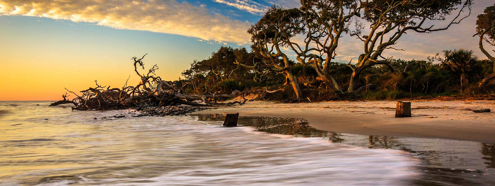 Driftwood Beach on Jekyll Island, Georgia