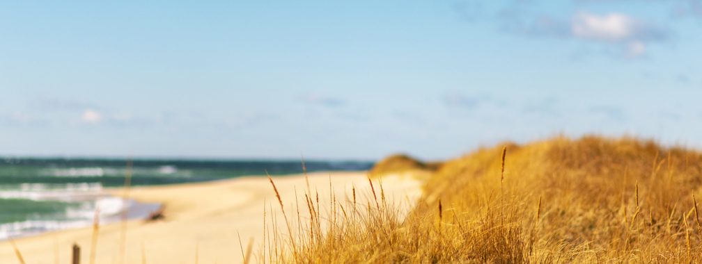 Dune grasses at Nantucket, MA, USA