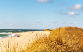 Dune grasses at Nantucket, MA, USA