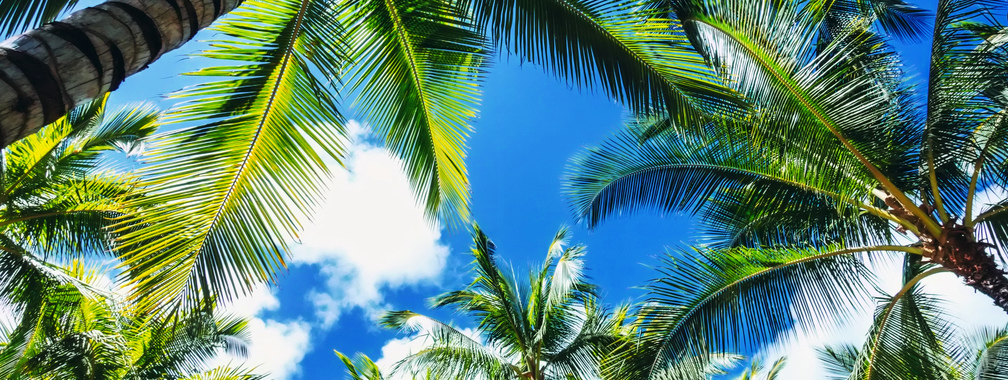 Fantastic look at palm trees on Waikiki beach, Hawaii, United States