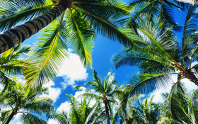 Fantastic look at palm trees on Waikiki beach, Hawaii, United States