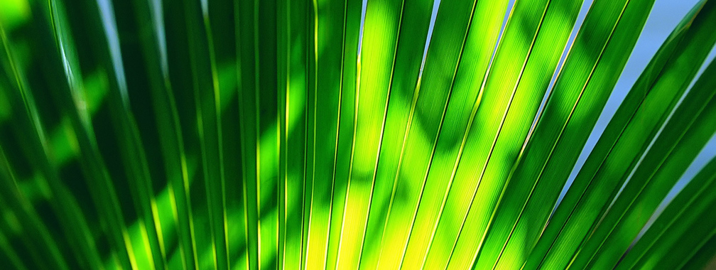 Green leaf on a high noon beach wallpaper