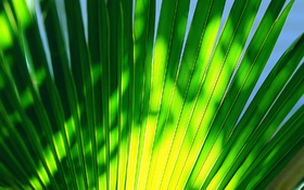 Green leaf on a high noon beach wallpaper