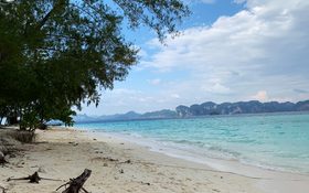 Green tree on white sandy beach in Krabi, Thailand