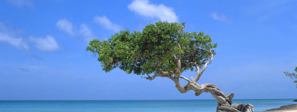 Interesting tree at the sunny beach in Punta Cana, La Altagracia, Dominican  Republic
