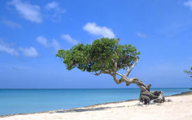Interesting tree at the sunny beach in Punta Cana, La Altagracia, Dominican  Republic