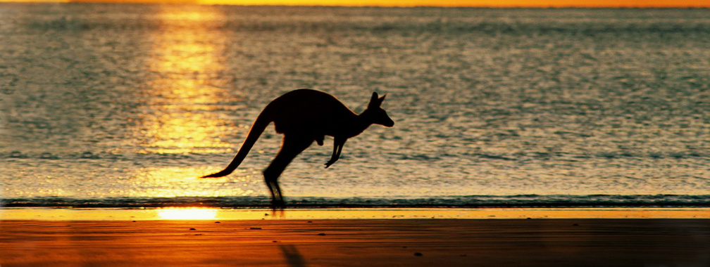 Kangaroo hopping across the Australian beach wallpaper