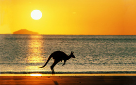 Kangaroo hopping across the Australian beach wallpaper