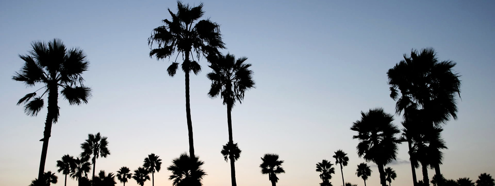 Orange sunset mixed with black palms wallpaper