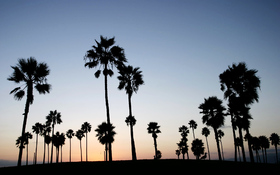 Orange sunset mixed with black palms wallpaper