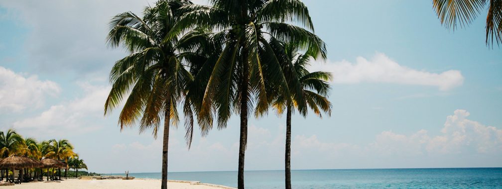 Palm trees at noon in Cozumel, Mexico