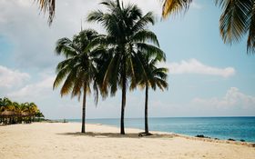 Palm trees at noon in Cozumel, Mexico