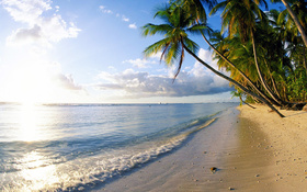 Palm trees on the Pigeon Point beach wallpaper