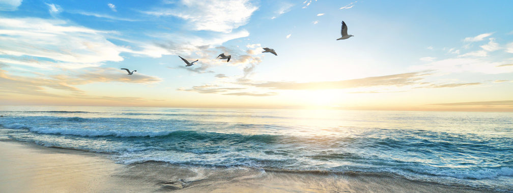 Sandy beach and seagull on Marine Street Beach in California, USA