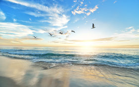 Sandy beach and seagull on Marine Street Beach in California, USA