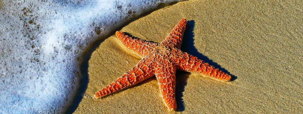 Starfish on a sand beach in Key West, United States