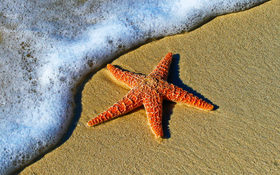 Starfish on a sand beach in Key West, United States
