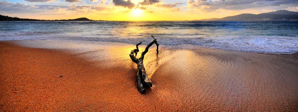 Sunset And Drift Wood On The Beach Background