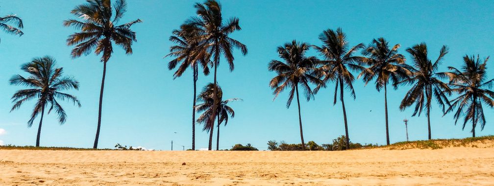 The big palm trees in Praia do Canto, Brazil