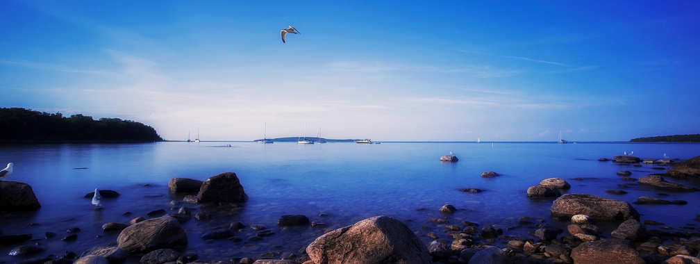 The wallpaper of the seagull flying over the sky