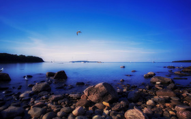 The wallpaper of the seagull flying over the sky