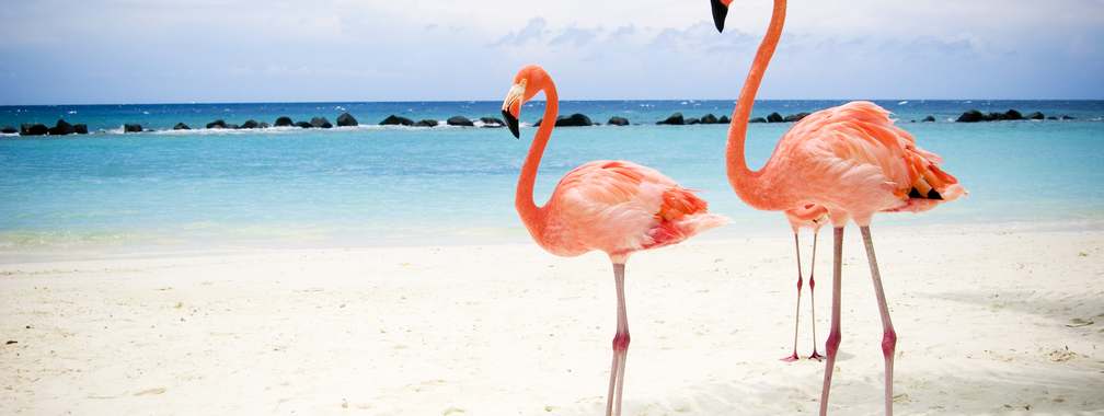 Two flamingos on beach background