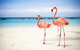 Two flamingos on beach background