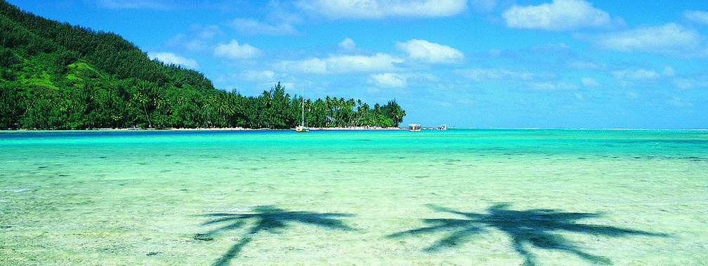 Two palms and turquoise sea beach wallpaper