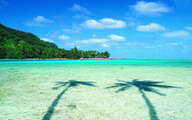 Two palms and turquoise sea beach wallpaper